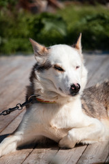 White husky in dog sledding farm