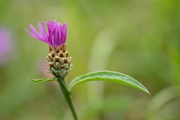 Cornflower, like other cornflowers, is an excellent nectarodic and pylodary plant and blooms long until autumn.