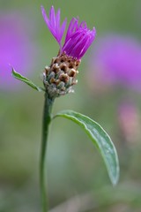 Cornflower, like other cornflowers, is an excellent nectarodic and pylodary plant and blooms long until autumn.