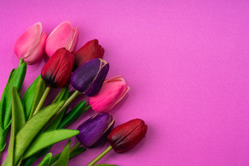 pink red tulips on red   background