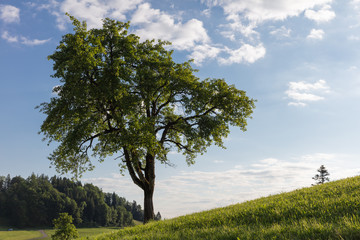 Fototapeta na wymiar single tree in daylight left on a hill 50 megapixel