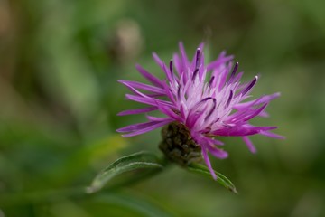 Cornflower, like other cornflowers, is an excellent nectarodic and pylodary plant and blooms long until autumn.