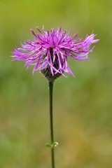 Cornflower, like other cornflowers, is an excellent nectarodic and pylodary plant and blooms long until autumn.