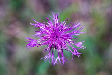 Fototapeta premium Cornflower, like other cornflowers, is an excellent nectarodic and pylodary plant and blooms long until autumn.