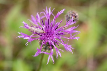 Fototapeta premium Cornflower, like other cornflowers, is an excellent nectarodic and pylodary plant and blooms long until autumn.