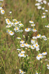 cute meadow flowers in summer
