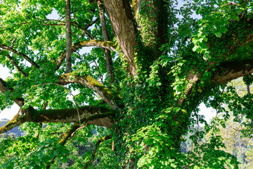 treetop with lots of green ivy spring scene 50 megapixel