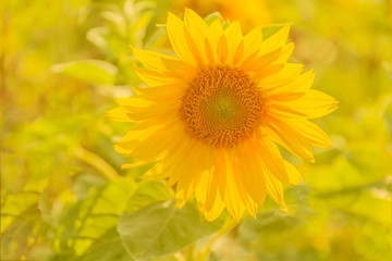 Sonnenblume im Licht