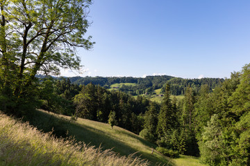 dense forest below a hill overgrown with high grass and long shadows 50 megapixel