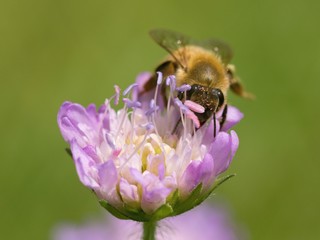 Bee working on flower collects nectar in a summer meadow.