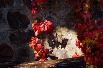 Red ivy leaves on a grey stone wall on a bright sunny October day, background texture surface photo, autumn loneliness concept