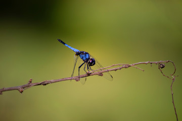 Dragonfly macro image