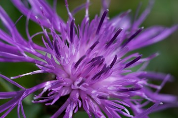 Obraz premium Cornflower, like other cornflowers, is an excellent nectarodic and pylodary plant and blooms long until autumn.