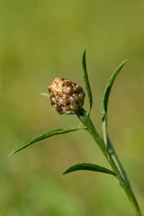 Cornflower, like other cornflowers, is an excellent nectarodic and pylodary plant and blooms long until autumn.