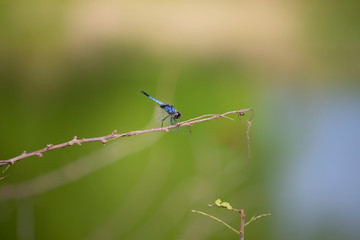 Dragonfly macro image
