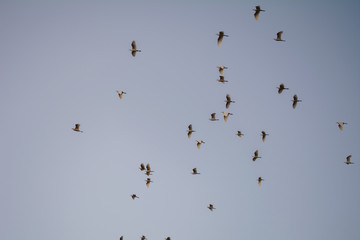 flock of birds in the sky