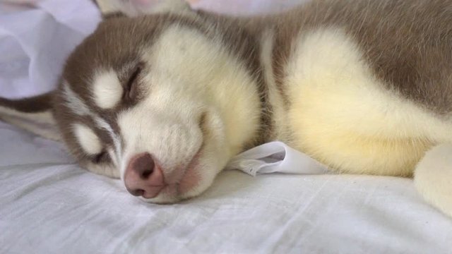 Cute Siberian Husky Puppies On Bed