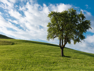 Fototapeta na wymiar single tree in daylight left on a hill 50 megapixel