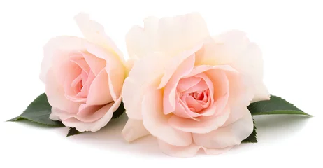 Fotobehang Pink roses flowers. © Galyna