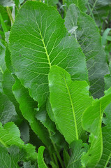 Horseradish with green leaves in the open ground