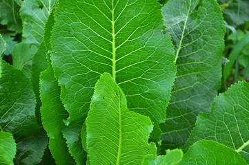 Horseradish with green leaves in the open ground