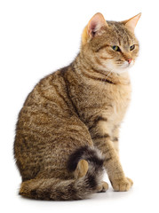 Obraz premium Brown house cat.