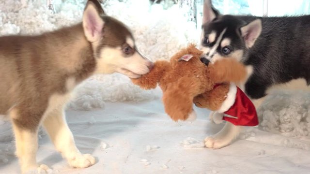 Cute Siberian Husky Puppies Playing In Restroom.