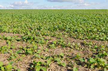 Fototapeta na wymiar Field of newly planted sugar beet