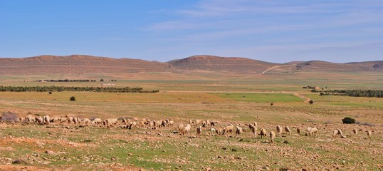 Fototapeta na wymiar Pastorale: les dernières herbes avant l'été