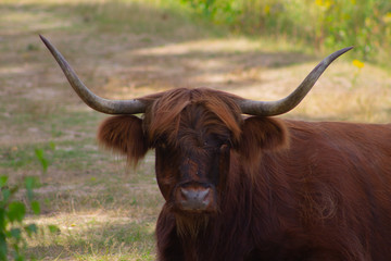 a Scottish Highlander watching the camera