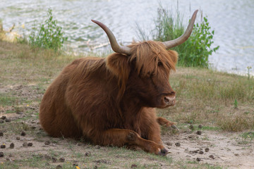 a Scottish Highlander rests at a waterpool in nature