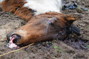 Newtownabbey, Northern Ireland, UK, 21/03/2012 - Dead and malnourished horses found in...