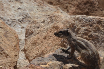 Fuerteventura Canary Islands
