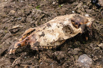 Skull of a dead horse lying in a muddy field