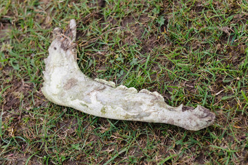 Jawbone of a young horse lying in a field