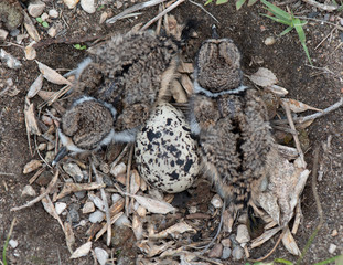 Two newly hatched kildeer chicks and an unhatched egg in nest on ground