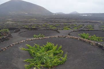 Fuerteventura Canary Islands