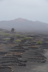 Fuerteventura Canary Islands
