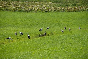 STÖRCHE . STORKS