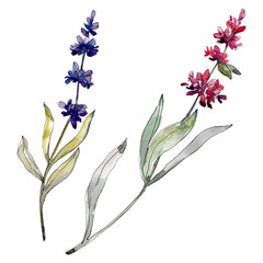 Lavender floral botanical flowers. Watercolor background illustration set. Isolated levender illustration element.