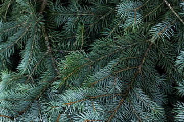 Evergreen spruce with needles