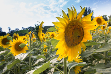 champs de tournesol, Gers