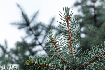 Evergreen spruce with needles