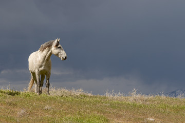 Majestic Wild Horse in the Utah desert