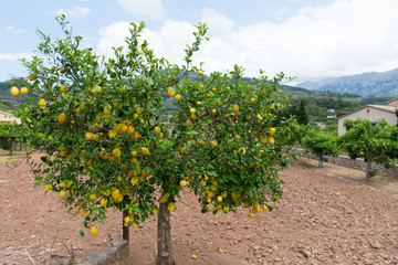 Fototapeta na wymiar orange tree on the island of Mallorca