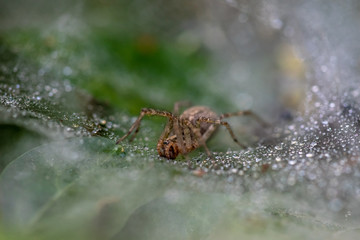 Allphotokz Spider 20160902 1454 D810