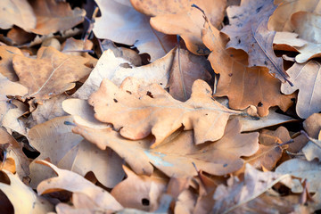 Dry fallen oak leaves on the ground. Selective focus