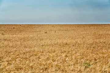 Field with ripe wheat or rye against the cloudy sky