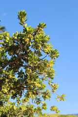 Guaecá