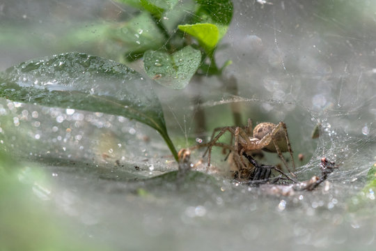Allphotokz Spider 20160902 1512 D810
